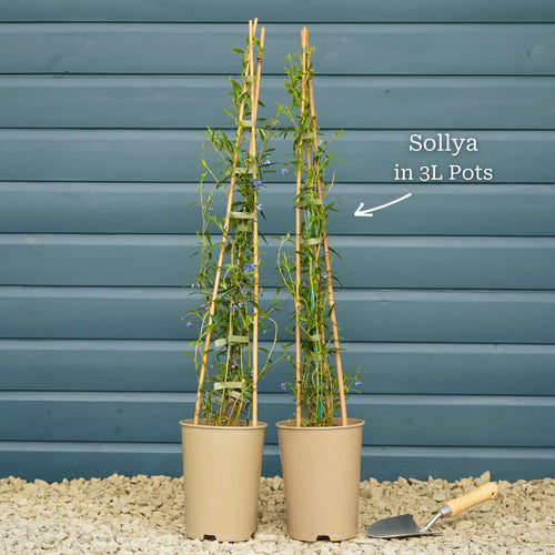 Bluebell Creeper | Sollya heterophylla Climbing Plants