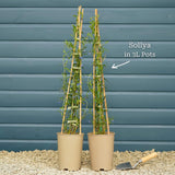 Bluebell Creeper | Sollya heterophylla Climbing Plants