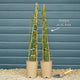 Bluebell Creeper | Sollya heterophylla Climbing Plants