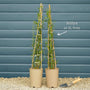 Bluebell Creeper | Sollya heterophylla Climbing Plants