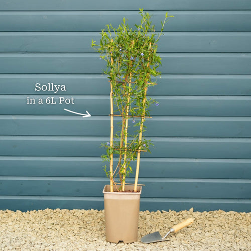 Bluebell Creeper | Sollya heterophylla 'Ultra Blue' Climbing Plants