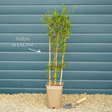 Bluebell Creeper | Sollya heterophylla 'Ultra Blue' Climbing Plants