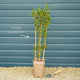 Bluebell Creeper | Sollya heterophylla 'Ultra Blue' Climbing Plants