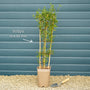 Bluebell Creeper | Sollya heterophylla 'Ultra Blue' Climbing Plants