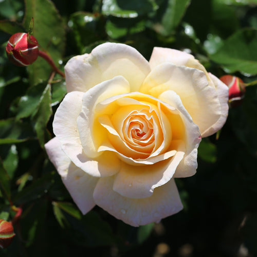 'Special Day' Bush Rose Shrubs