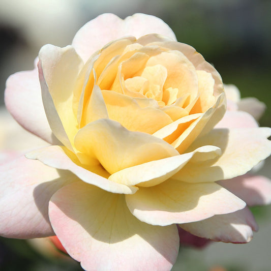 'Special Day' Bush Rose Shrubs