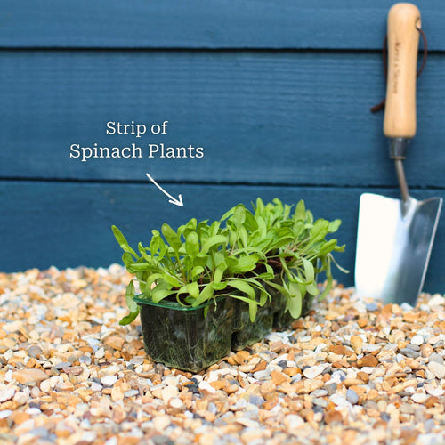 Spinach Plants Vegetables