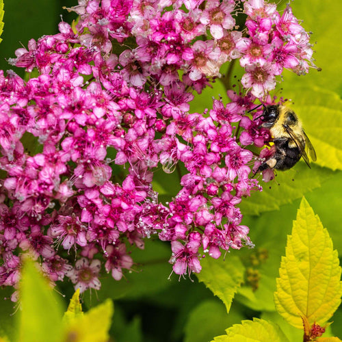 Spiraea japonica 'Little Princess' Shrubs