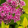 Spiraea japonica 'Little Princess' Shrubs