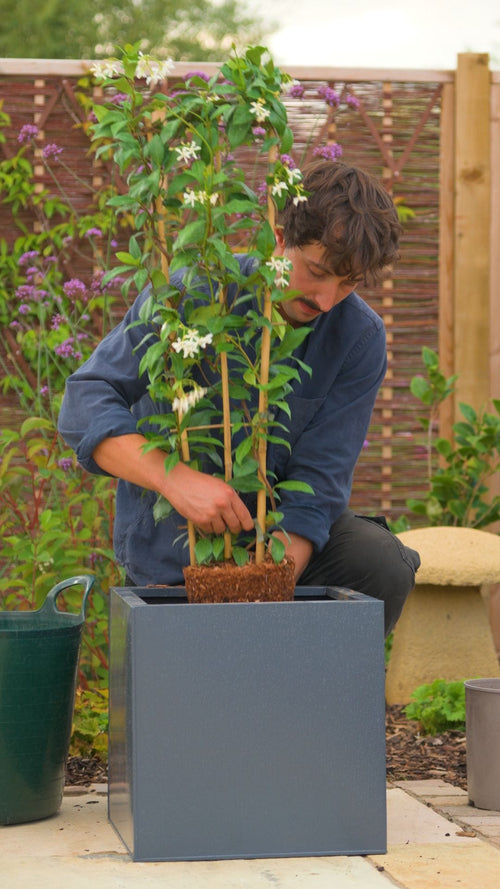Can you grow star jasmine in pots?