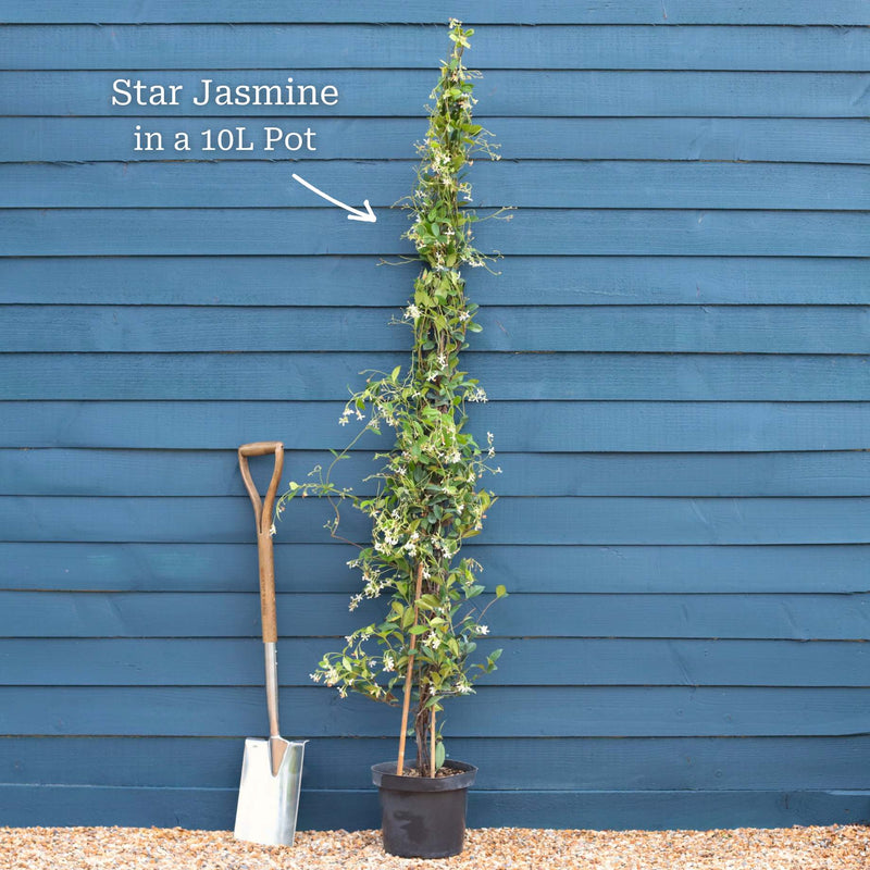 Evergreen Star Jasmine | Trachelospermum jasminoides Climbing Plants