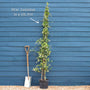 Evergreen Star Jasmine | Trachelospermum jasminoides Climbing Plants