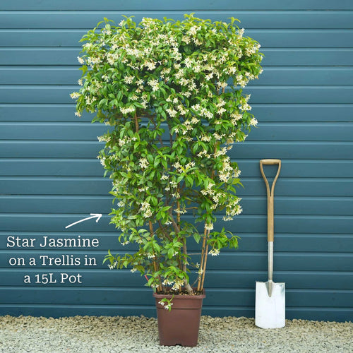 Evergreen Star Jasmine | Trachelospermum jasminoides Climbing Plants