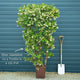 Evergreen Star Jasmine | Trachelospermum jasminoides Climbing Plants