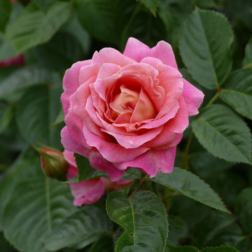 'Star Performer' Climbing Rose Shrubs
