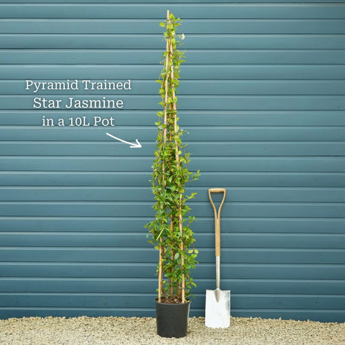 Evergreen Star Jasmine | Trachelospermum jasminoides Climbing Plants