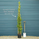 Evergreen Star Jasmine | Trachelospermum jasminoides Climbing Plants