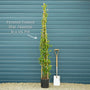 Evergreen Star Jasmine | Trachelospermum jasminoides Climbing Plants