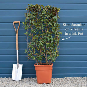 Evergreen Star Jasmine | Trachelospermum jasminoides Climbing Plants