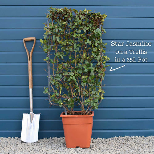 Evergreen Star Jasmine | Trachelospermum jasminoides Climbing Plants