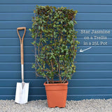 Evergreen Star Jasmine | Trachelospermum jasminoides Climbing Plants