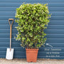 Evergreen Star Jasmine | Trachelospermum jasminoides Climbing Plants