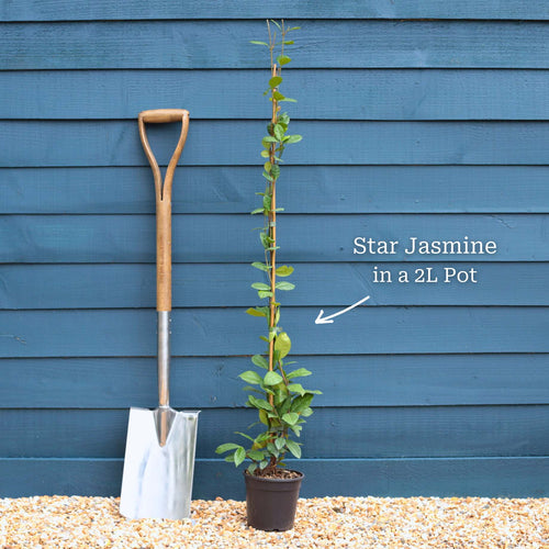 Evergreen Star Jasmine | Trachelospermum jasminoides Climbing Plants