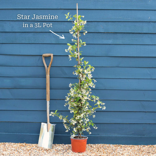 Evergreen Star Jasmine | Trachelospermum jasminoides Climbing Plants