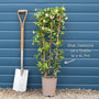 Evergreen Star Jasmine | Trachelospermum jasminoides Climbing Plants