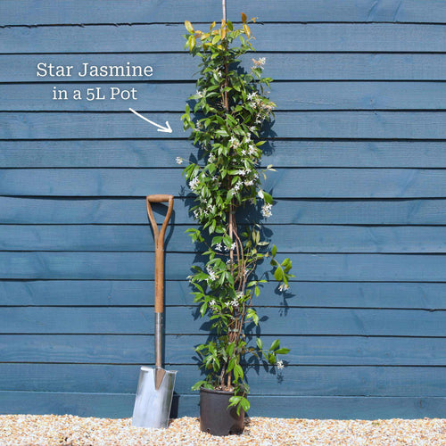 Evergreen Star Jasmine | Trachelospermum jasminoides Climbing Plants