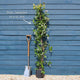 Evergreen Star Jasmine | Trachelospermum jasminoides Climbing Plants