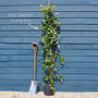 Evergreen Star Jasmine | Trachelospermum jasminoides Climbing Plants