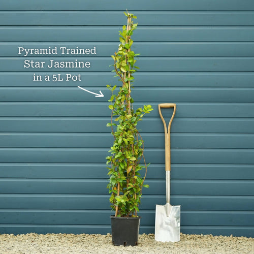 Evergreen Star Jasmine | Trachelospermum jasminoides Climbing Plants