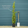 Evergreen Star Jasmine | Trachelospermum jasminoides Climbing Plants