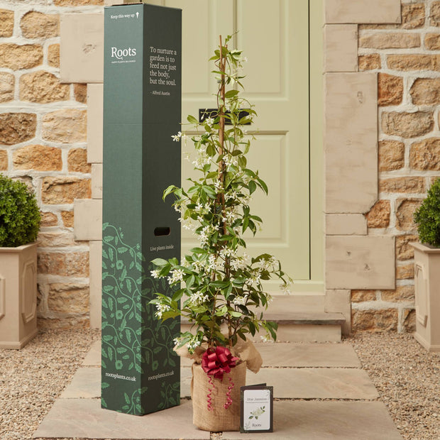 The Star Jasmine Gift Gift Option