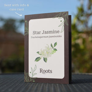 Star Jasmine Gift Gift Option