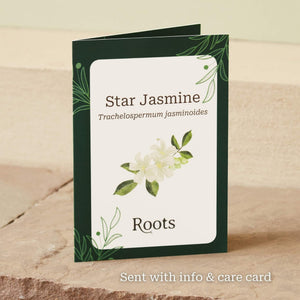 The Star Jasmine Gift Gift Option