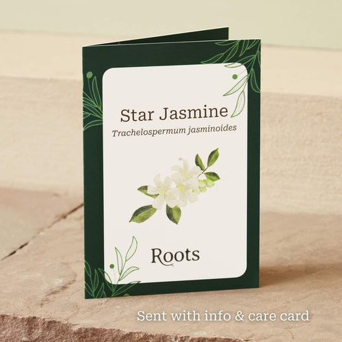 The Star Jasmine Gift Gift Option