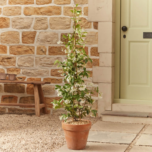 Evergreen Star Jasmine | Trachelospermum jasminoides Climbing Plants
