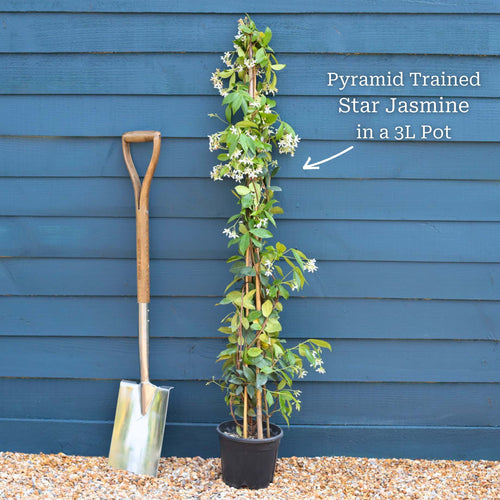 Evergreen Star Jasmine | Trachelospermum jasminoides Climbing Plants