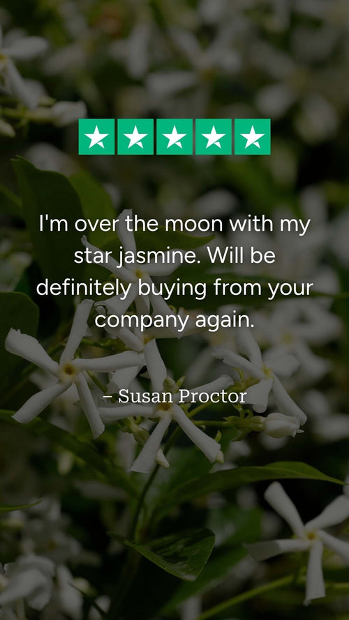 What do our customers think of their star jasmines?