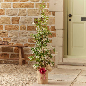 The Star Jasmine Gift Gift Option