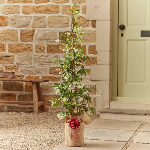 The Star Jasmine Gift Gift Option