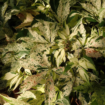 Variegated Virginia Creeper | Parthenocissus quinquefolia 'Star Showers' Climbing Plants