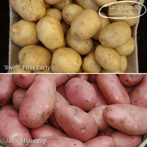 Seed Potato Starter Pack | Ideal for Beginners | Growers' Choice Vegetables