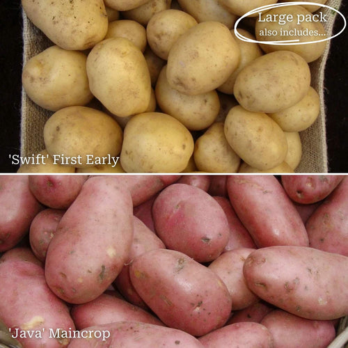 Seed Potato Starter Pack | Ideal for Beginners | Growers' Choice Vegetables