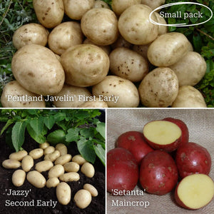 Seed Potato Starter Pack | Ideal for Beginners | Growers' Choice Vegetables