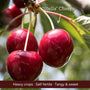 Cordon Cherry Tree Trained Fruit Trees