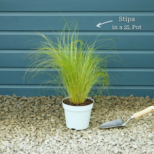 Stipa tenuissima 'Pony Tails' Perennial Bedding