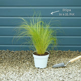 Stipa tenuissima 'Pony Tails' Perennial Bedding